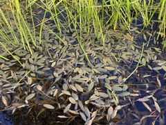 Potamogeton drummondii