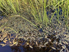 Potamogeton drummondii