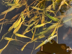 Potamogeton drummondii