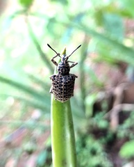 Cydianerus latruncularius