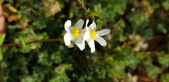 Nemesia leipoldtii
