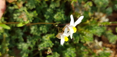 Nemesia leipoldtii