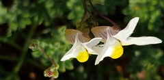 Nemesia leipoldtii