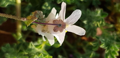 Nemesia leipoldtii