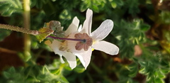 Nemesia leipoldtii