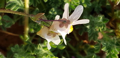 Nemesia leipoldtii