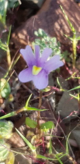Nemesia leipoldtii