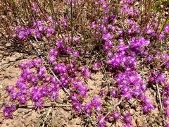 Drosanthemum ambiguum