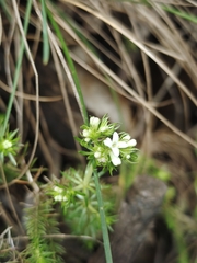 Asperula scoparia