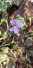 Nemesia leipoldtii