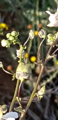 Nemesia leipoldtii