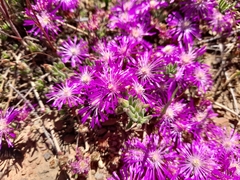 Drosanthemum ambiguum