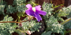 Nemesia leipoldtii