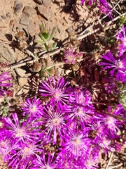 Drosanthemum ambiguum