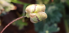 Nemesia leipoldtii