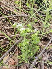 Asperula scoparia