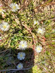 Mesembryanthemum paulum