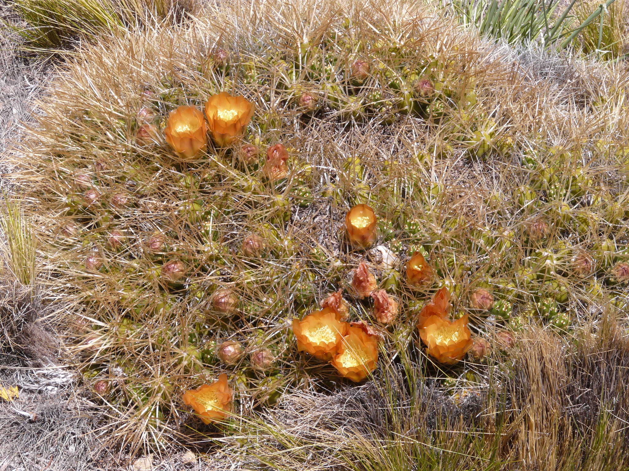 Maihueniopsis darwinii