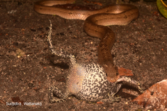 Oligodon fasciolatus