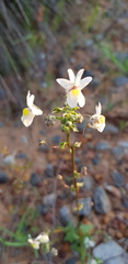 Nemesia leipoldtii