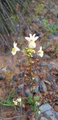 Nemesia leipoldtii
