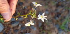 Nemesia leipoldtii