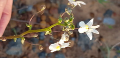 Nemesia leipoldtii