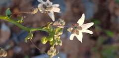 Nemesia leipoldtii