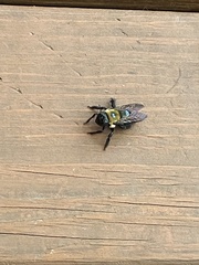 Xylocopa virginica