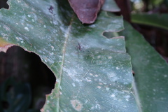 Dolichoderus attelaboides