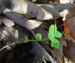 Oxalis pes-caprae