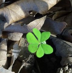Oxalis pes-caprae