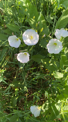 Convolvulus arvensis
