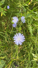 Cichorium intybus