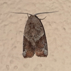 Gonodes liquida
