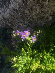 Solanum pinnatum