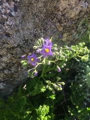 Solanum pinnatum