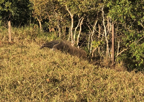 Giant Anteater