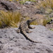 Patagonian Leopard Lizard - Photo (c) Guillermo Debandi, some rights reserved (CC BY-NC)