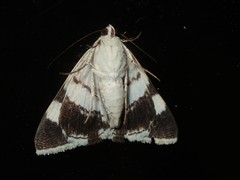 Grammodes oculicola