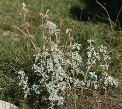 Marrubium incanum
