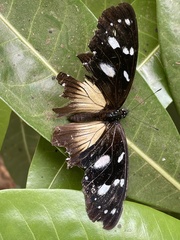 Hypolimnas anthedon wahlbergi