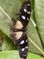 Hypolimnas anthedon wahlbergi