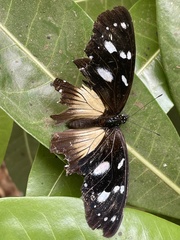 Hypolimnas anthedon wahlbergi