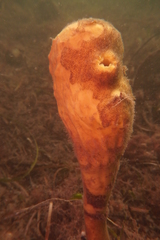Stolidobranchia