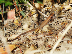 Algyroides moreoticus