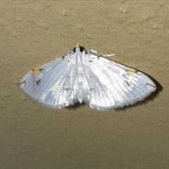 Neurophyseta