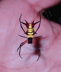 Micrathena kirbyi