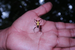 Micrathena kirbyi