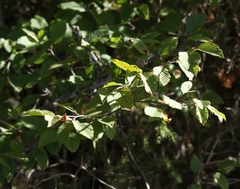 Ostrya carpinifolia